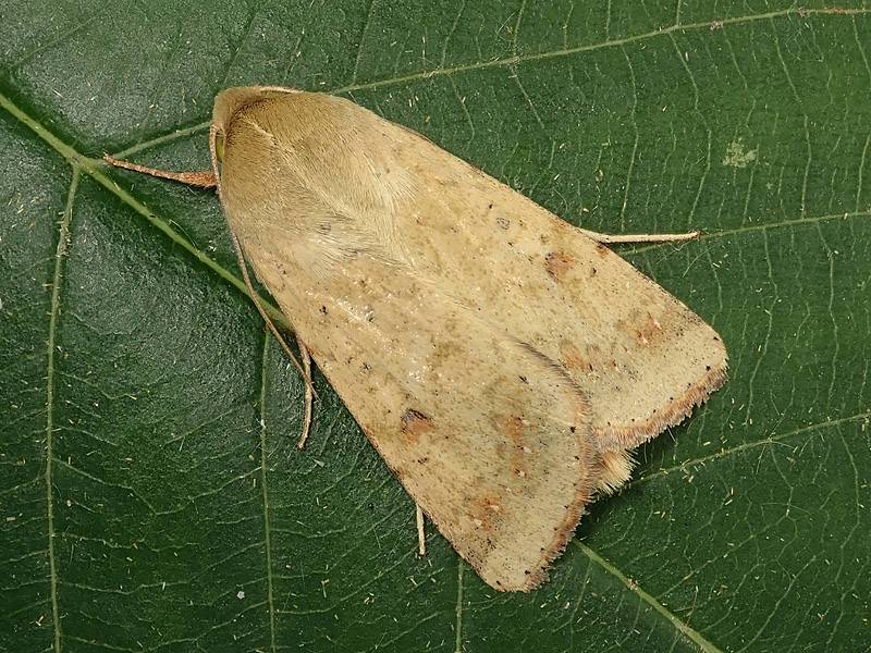 Noctuidae: Helicoverpa armigera ? S�